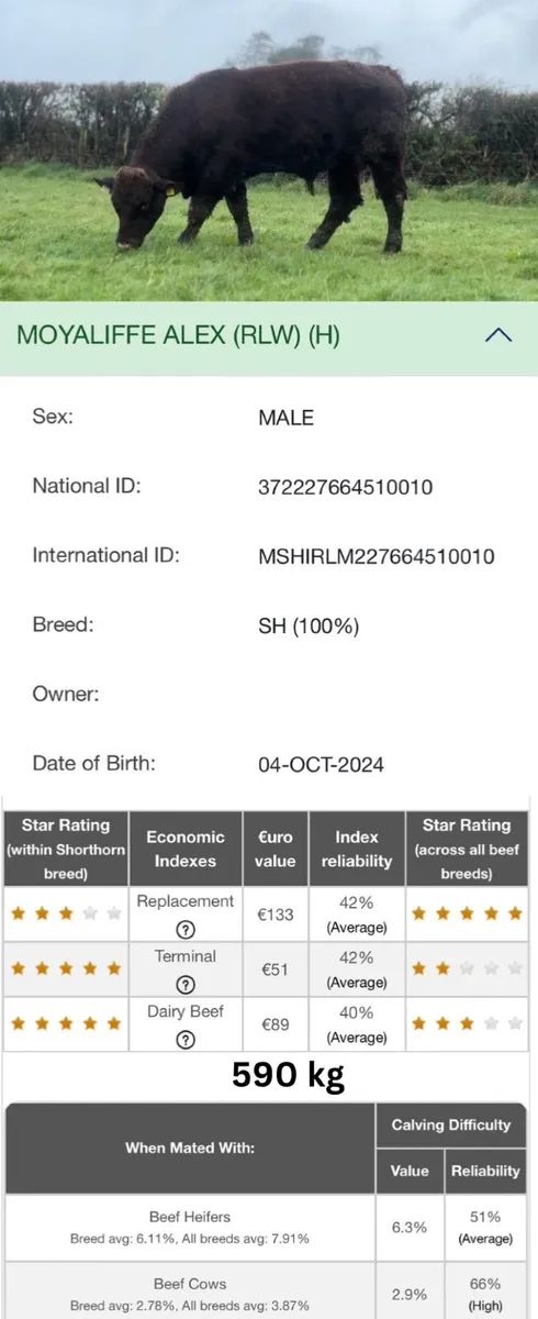 ⭐️⭐️Pedigree Shorthorn Bulls⭐️⭐️ - Image 2