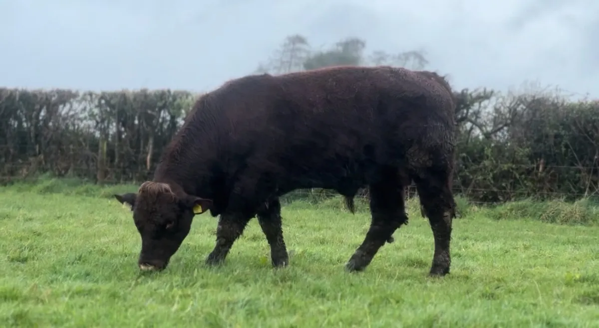 ⭐️⭐️Pedigree Shorthorn Bulls⭐️⭐️ - Image 3