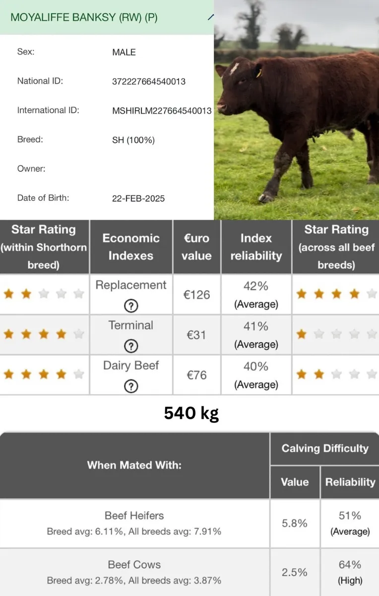 ⭐️⭐️Pedigree Shorthorn Bulls⭐️⭐️ - Image 4