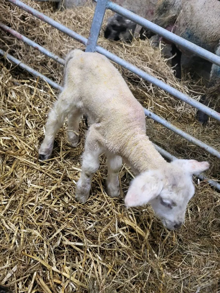 Pet Lambs 25/30 Euro (Gone) - Image 1