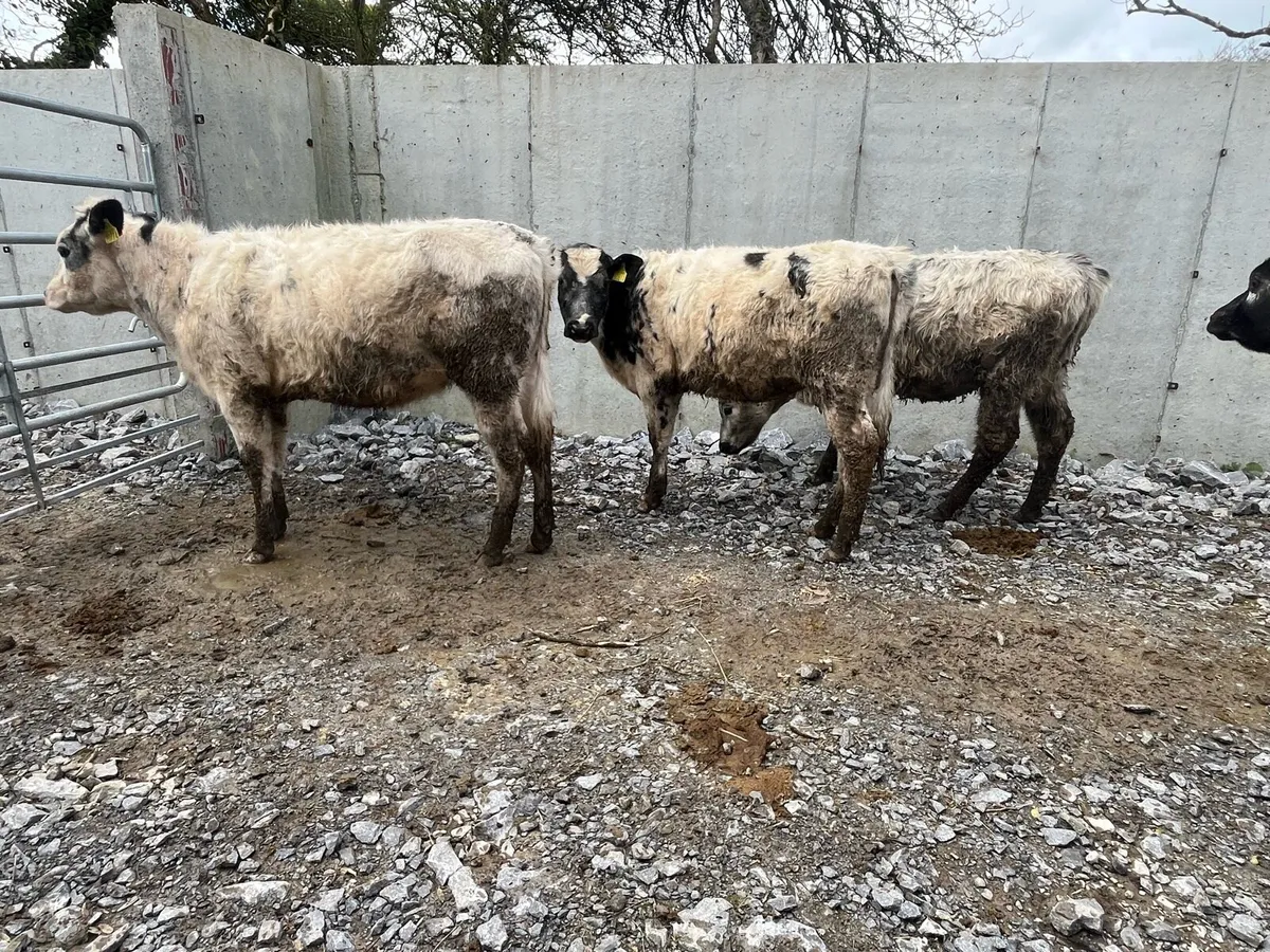 Belgian blue heifers - Image 2