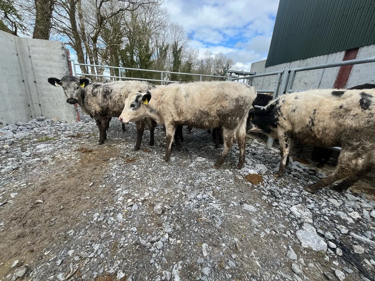Belgian blue heifers - Image 1