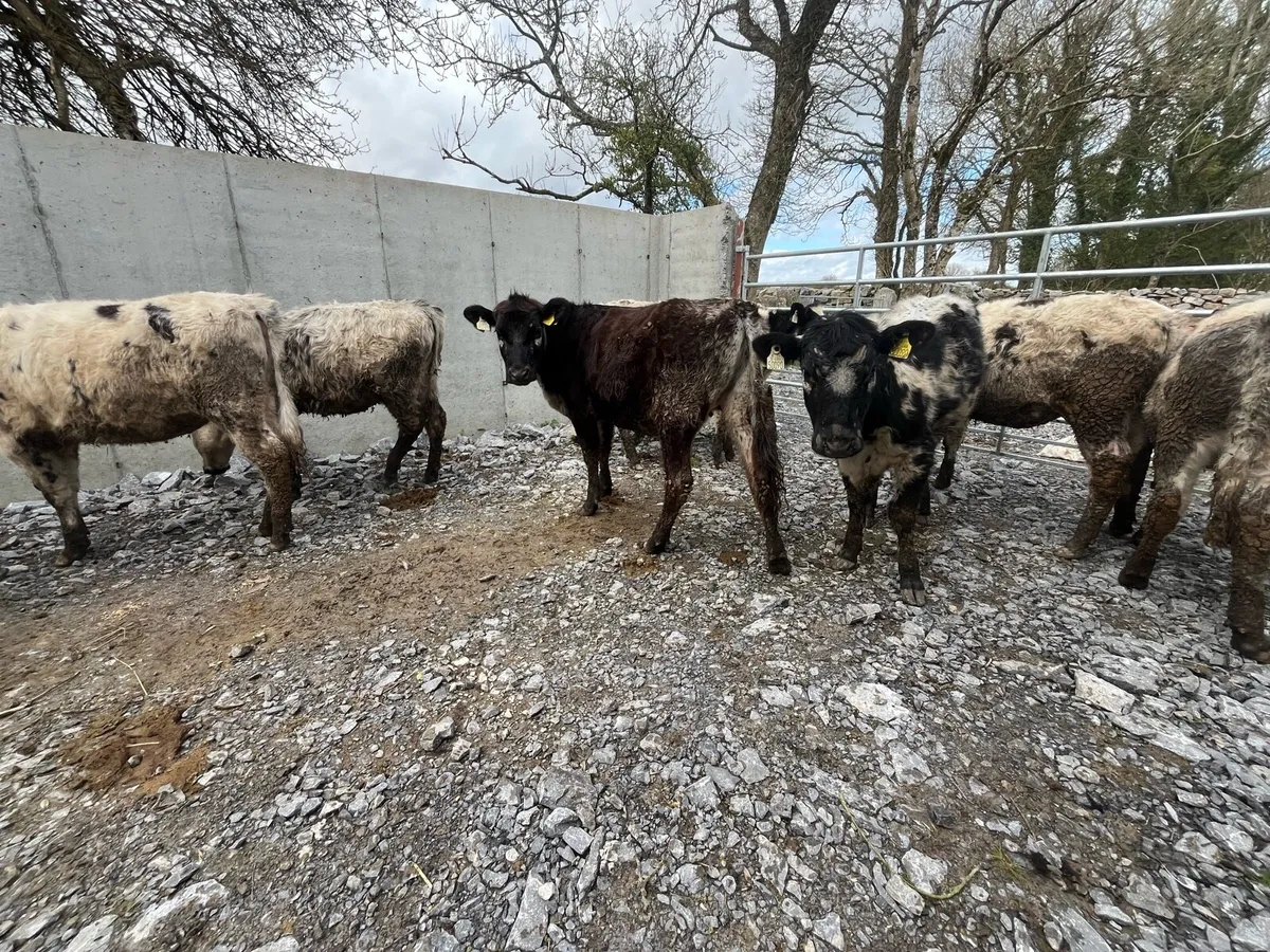 Belgian blue heifers - Image 3