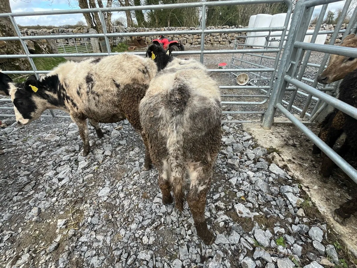 Belgian blue heifers - Image 4