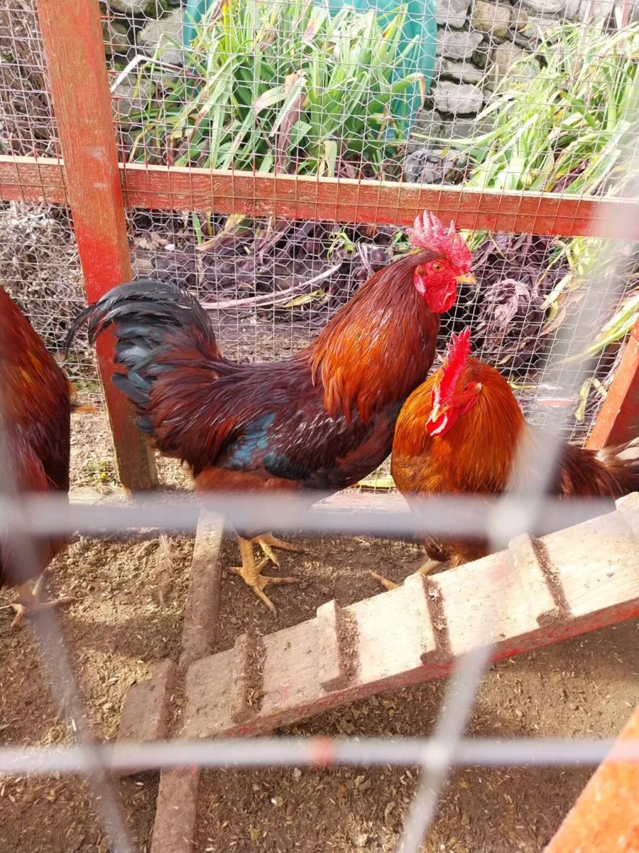 6 roosters - Image 1