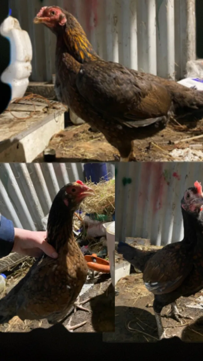 Hens & cock - Image 4