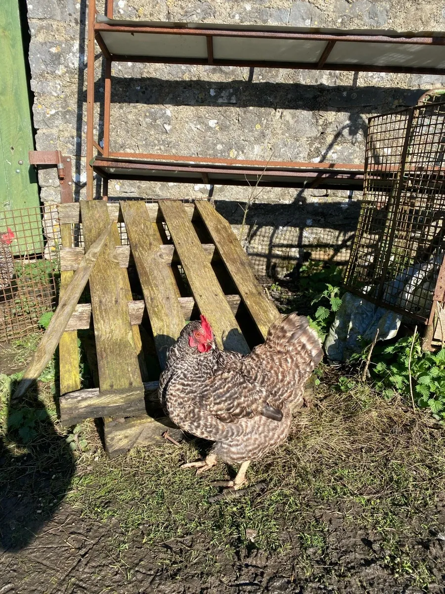 Hens & Pullets - Image 4