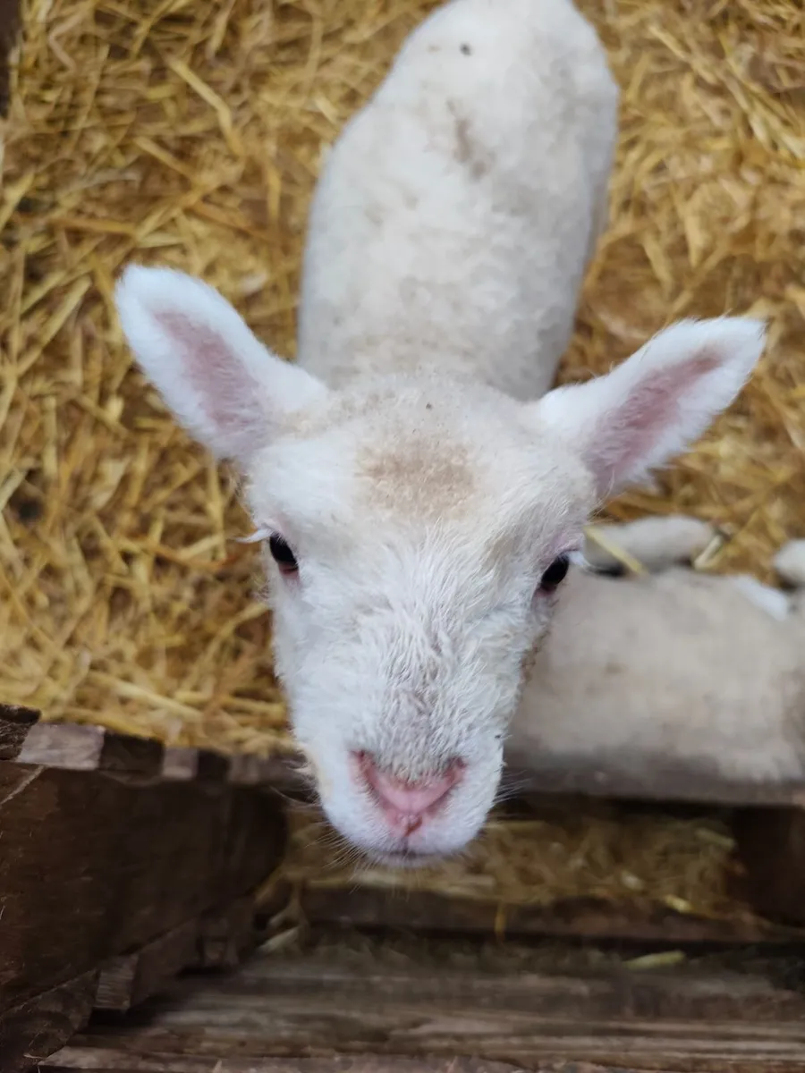 Pet Lambs - Image 1