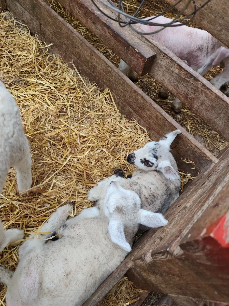 Pet Lambs - Image 2