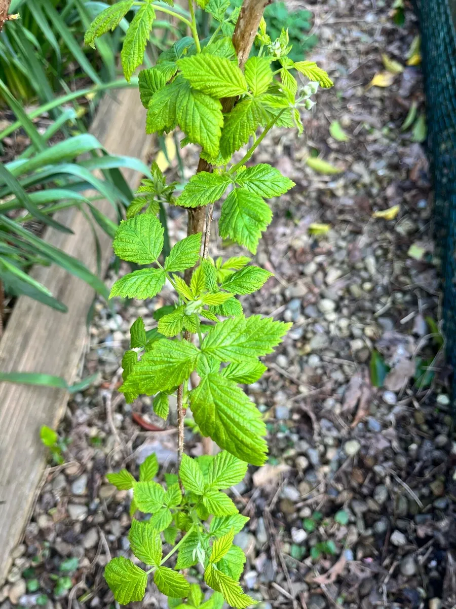 Raspberry bushes - Image 3