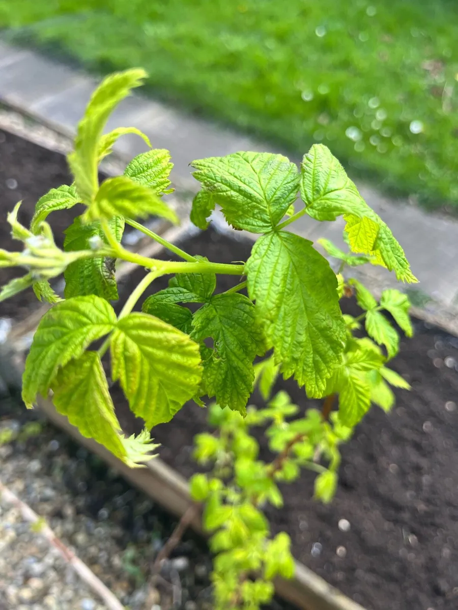 Raspberry bushes - Image 1