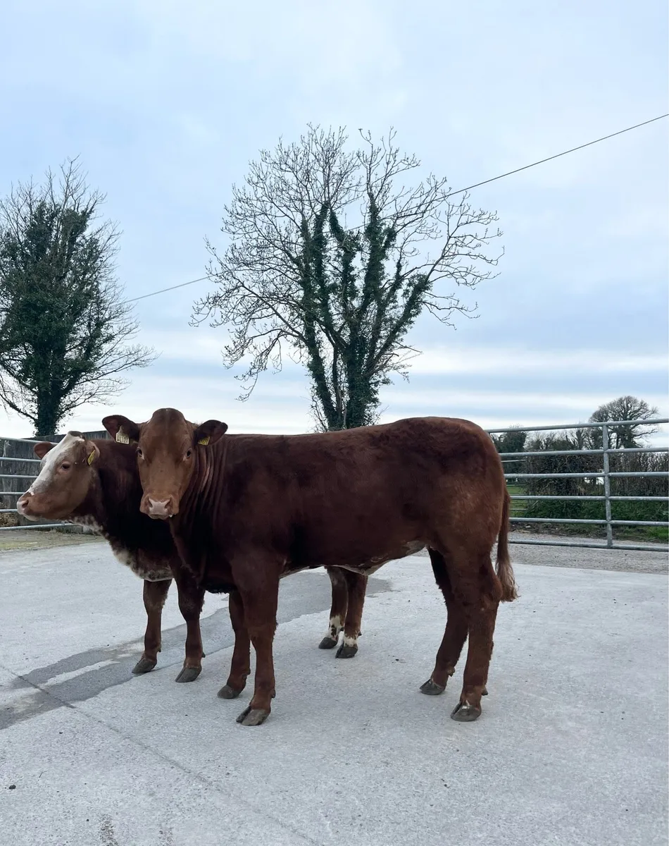 Top Quality Heifer Weanling - Image 4