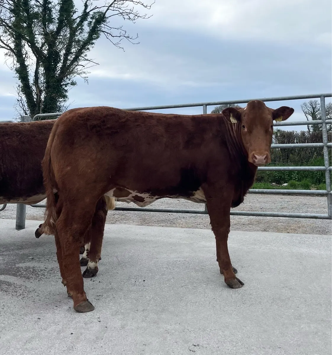 Top Quality Heifer Weanling - Image 1