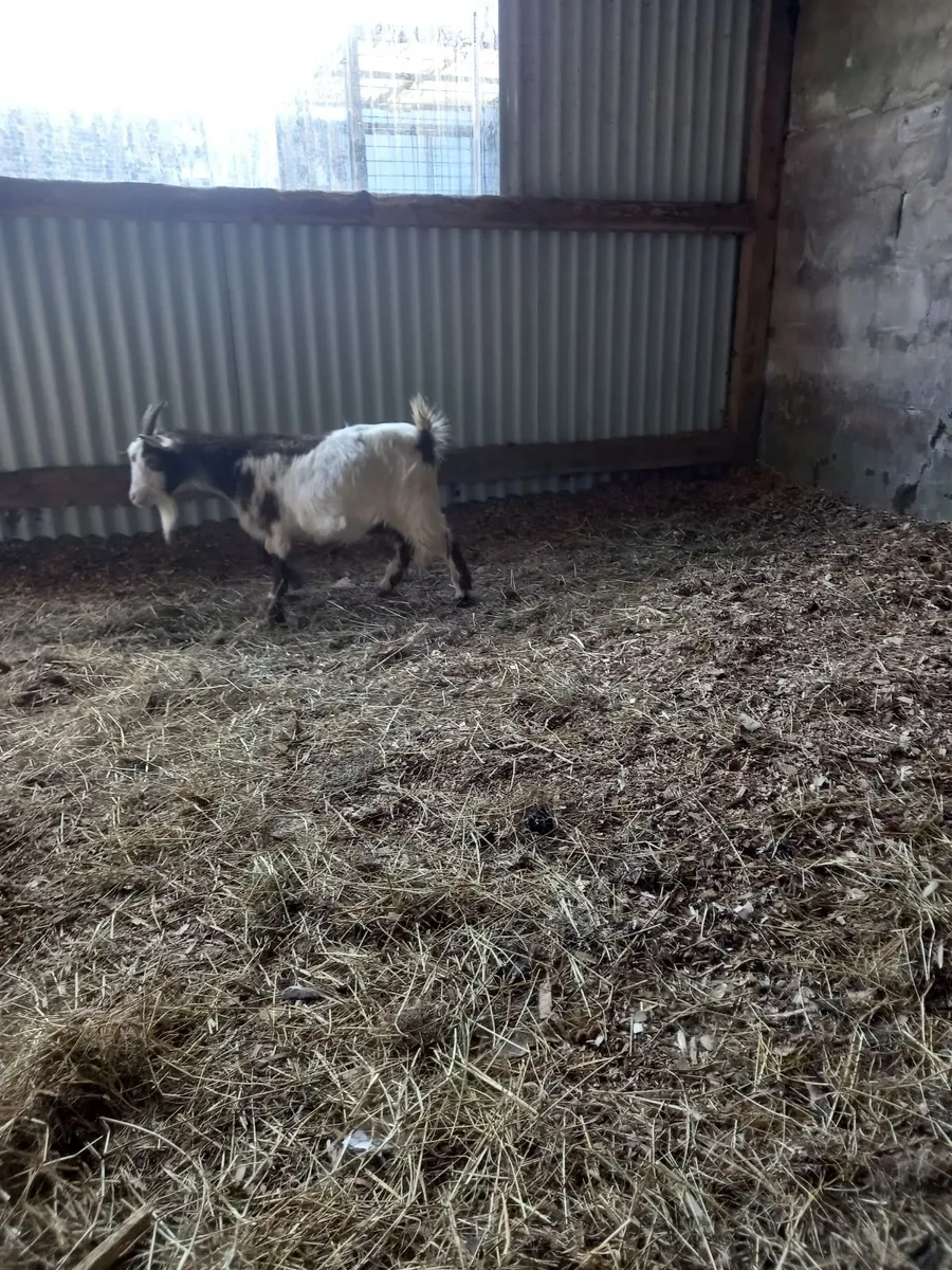 Pigmy goat - Image 2