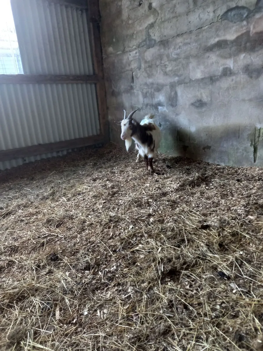 Pigmy goat - Image 3