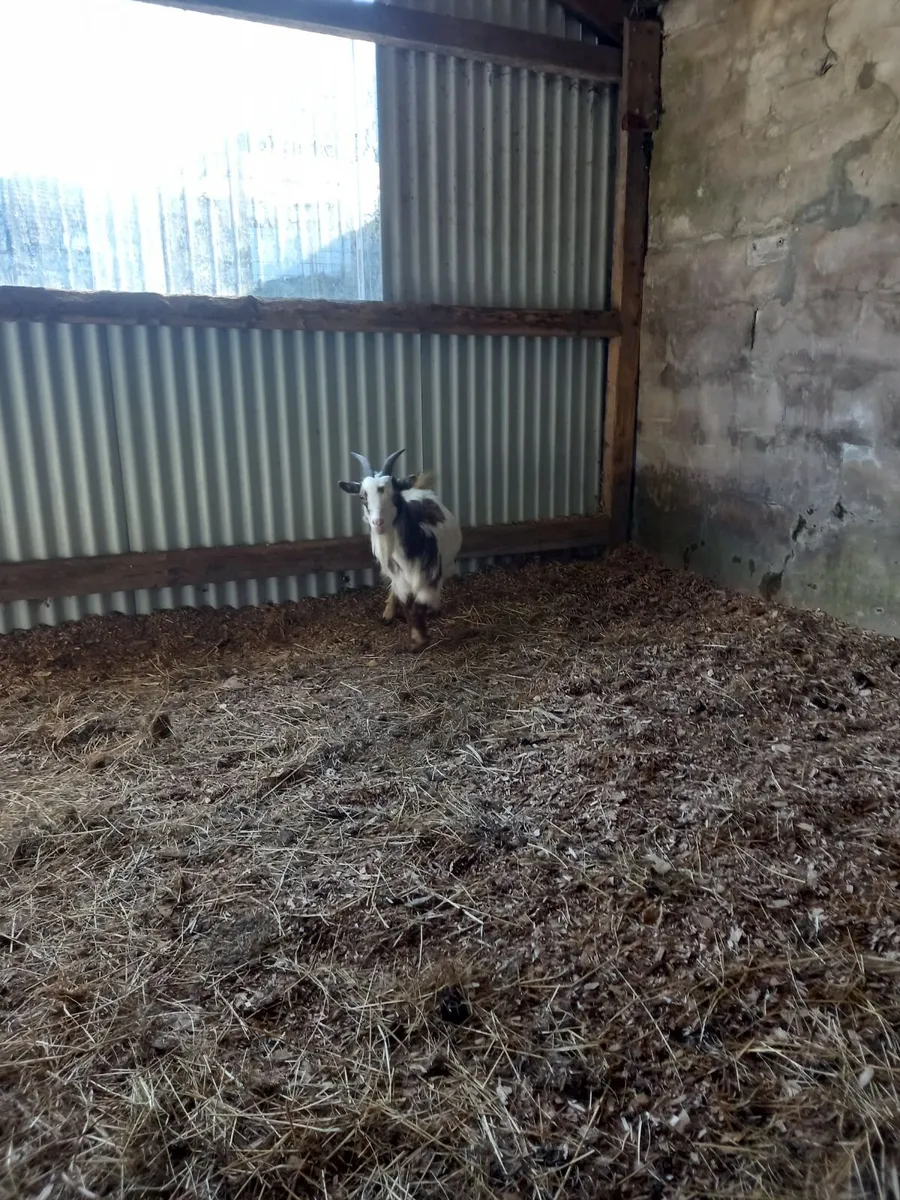 Pigmy goat - Image 1