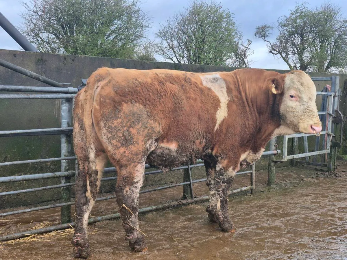 PEDIGREE POLLED SIMMENTAL BULLS AND HEIFERS - Image 1
