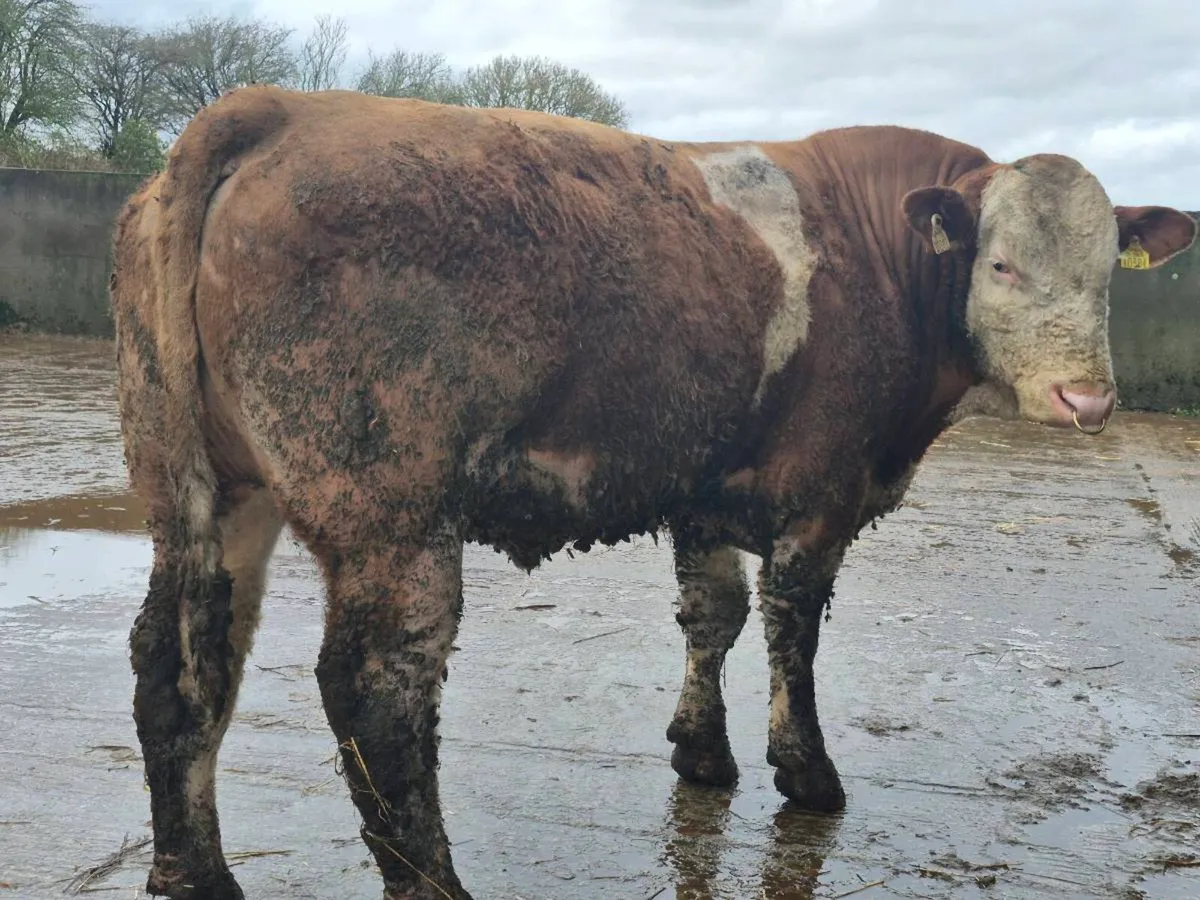 PEDIGREE POLLED SIMMENTAL BULLS AND HEIFERS - Image 2