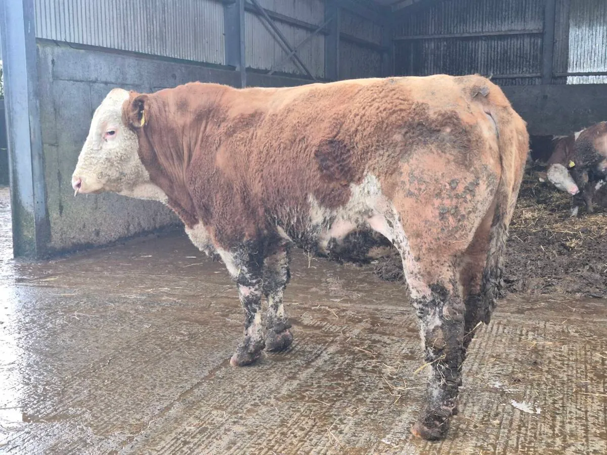 PEDIGREE POLLED SIMMENTAL BULLS AND HEIFERS - Image 3