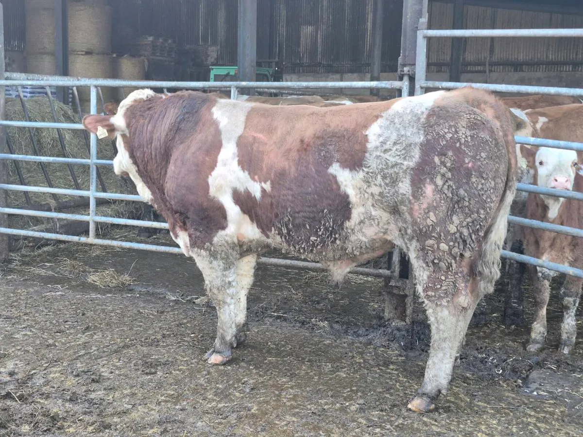 PEDIGREE POLLED SIMMENTAL BULLS AND HEIFERS - Image 4