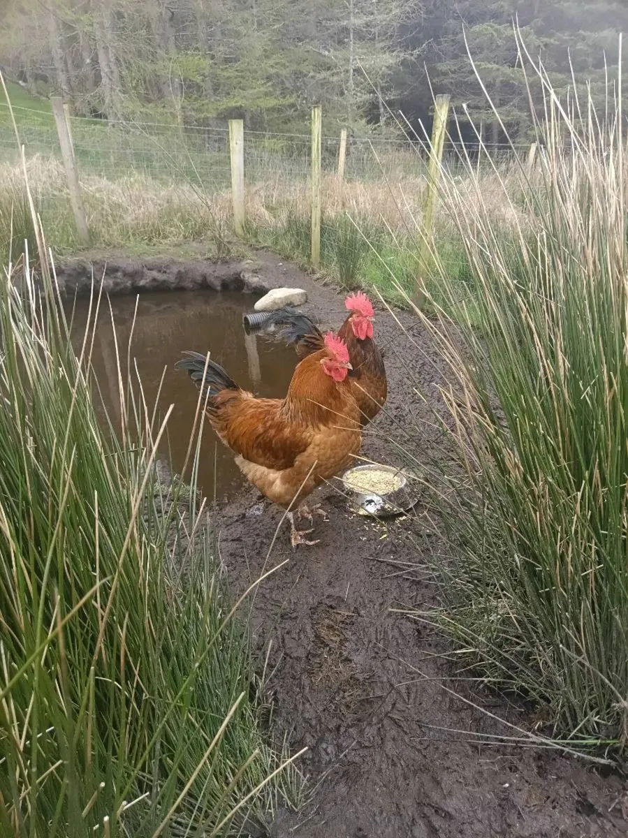 2 young roosters for sale - Image 1