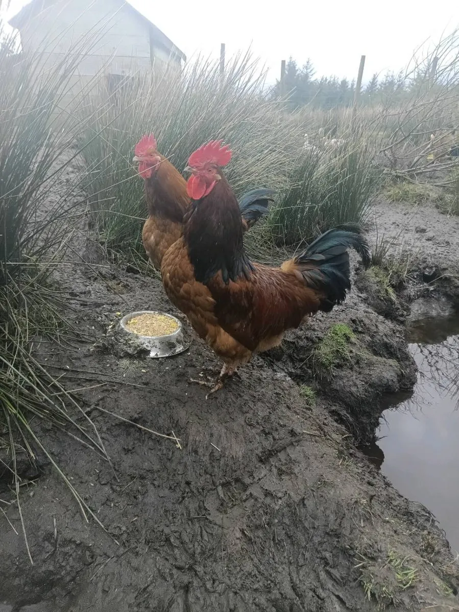 2 young roosters for sale - Image 2