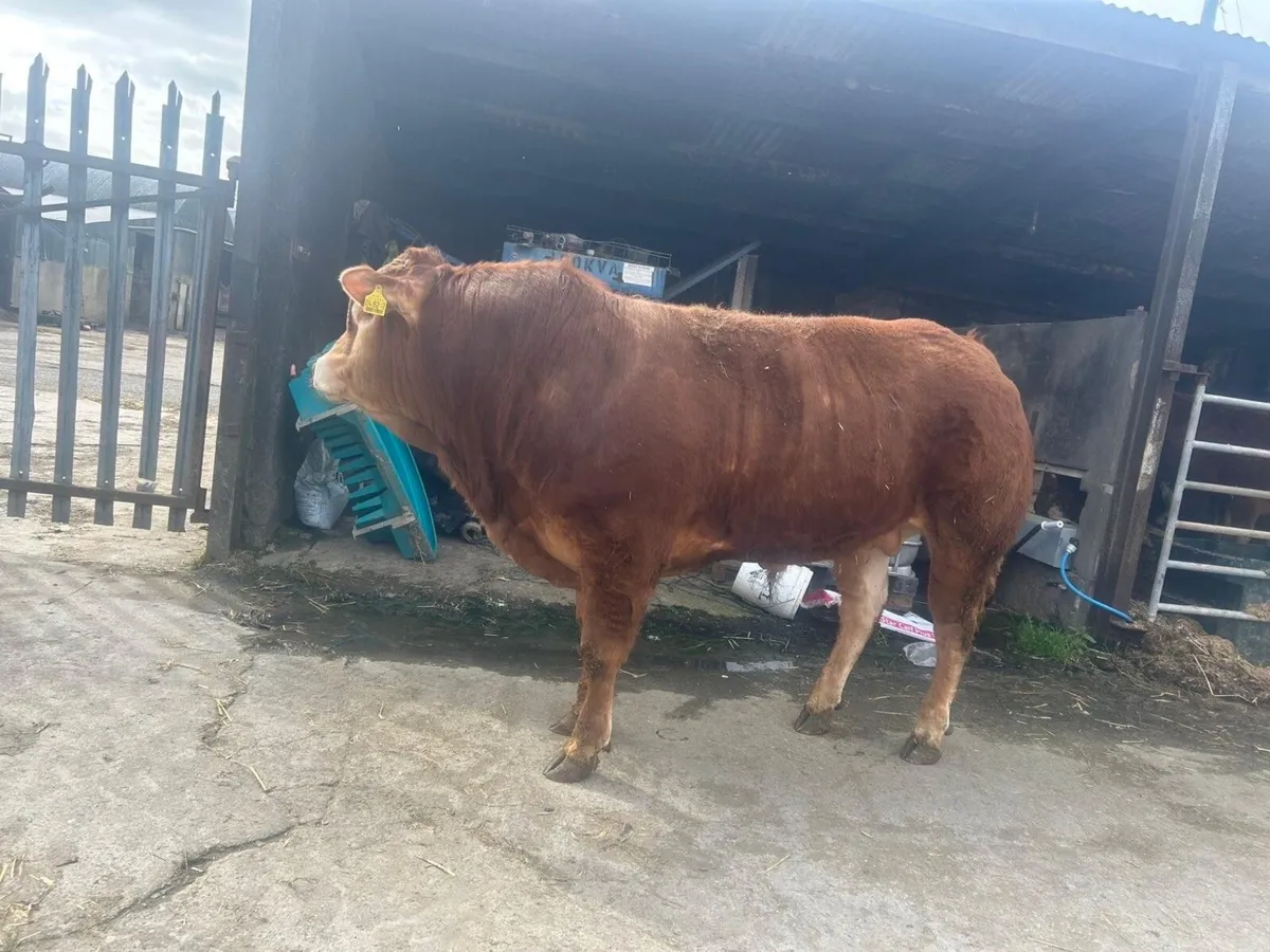 LIMOUSIN BULL - Image 3