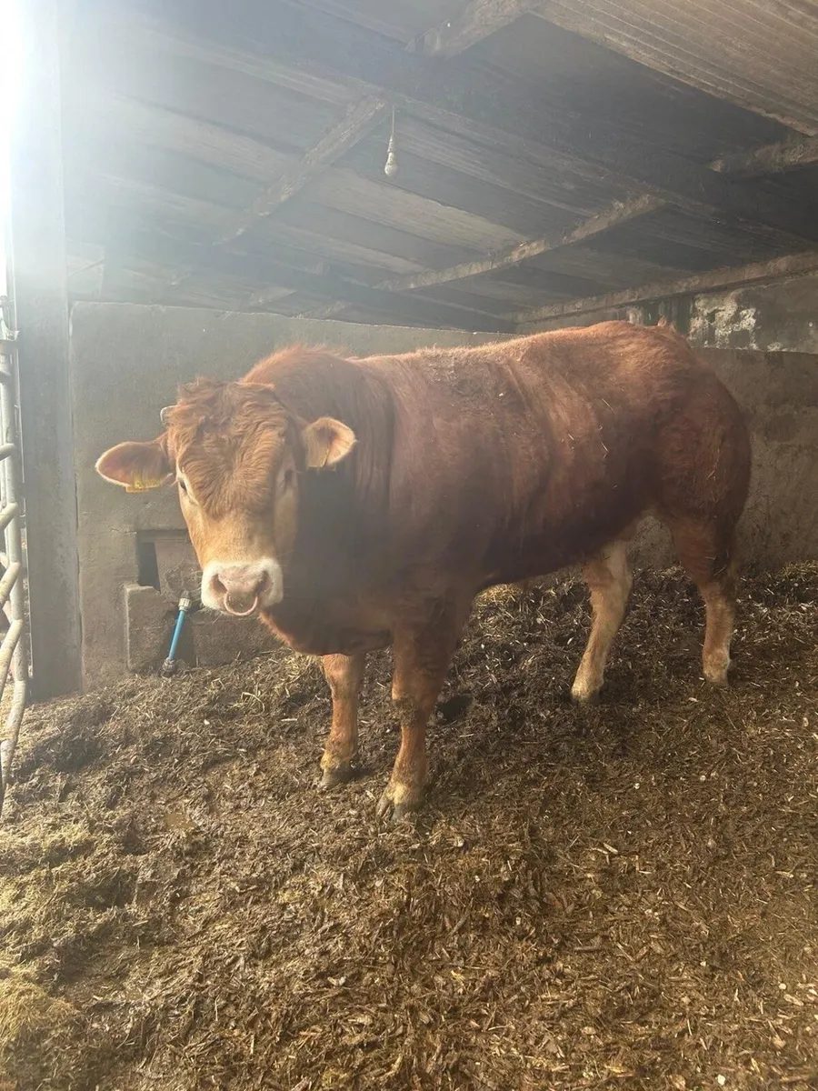 LIMOUSIN BULL - Image 2