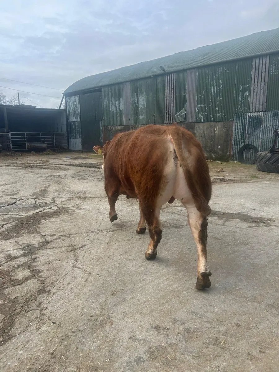 LIMOUSIN BULL - Image 4
