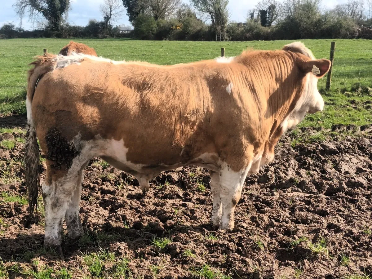 PBR SIMMENTAL BULL - Image 1