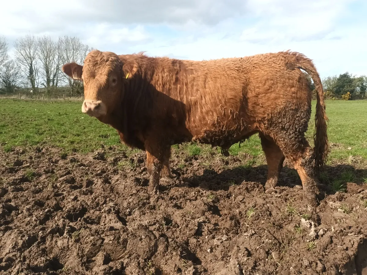 PBR LIMOUSIN BULL - 3.2% calving - Image 1
