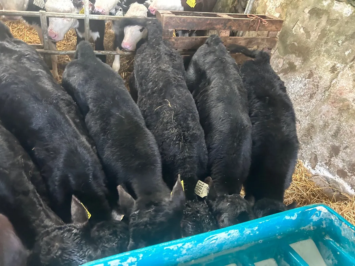 🌟10 Angus heifer calves 🌟 - Image 4