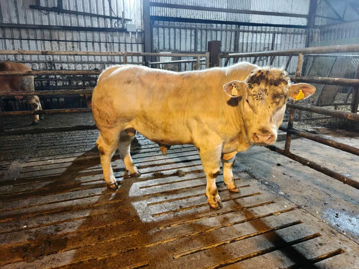 5 star Pedigree Charolais Bull - Image 2