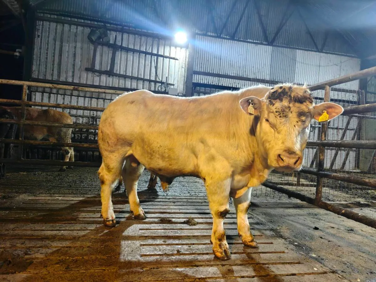 5 star Pedigree Charolais Bull - Image 1