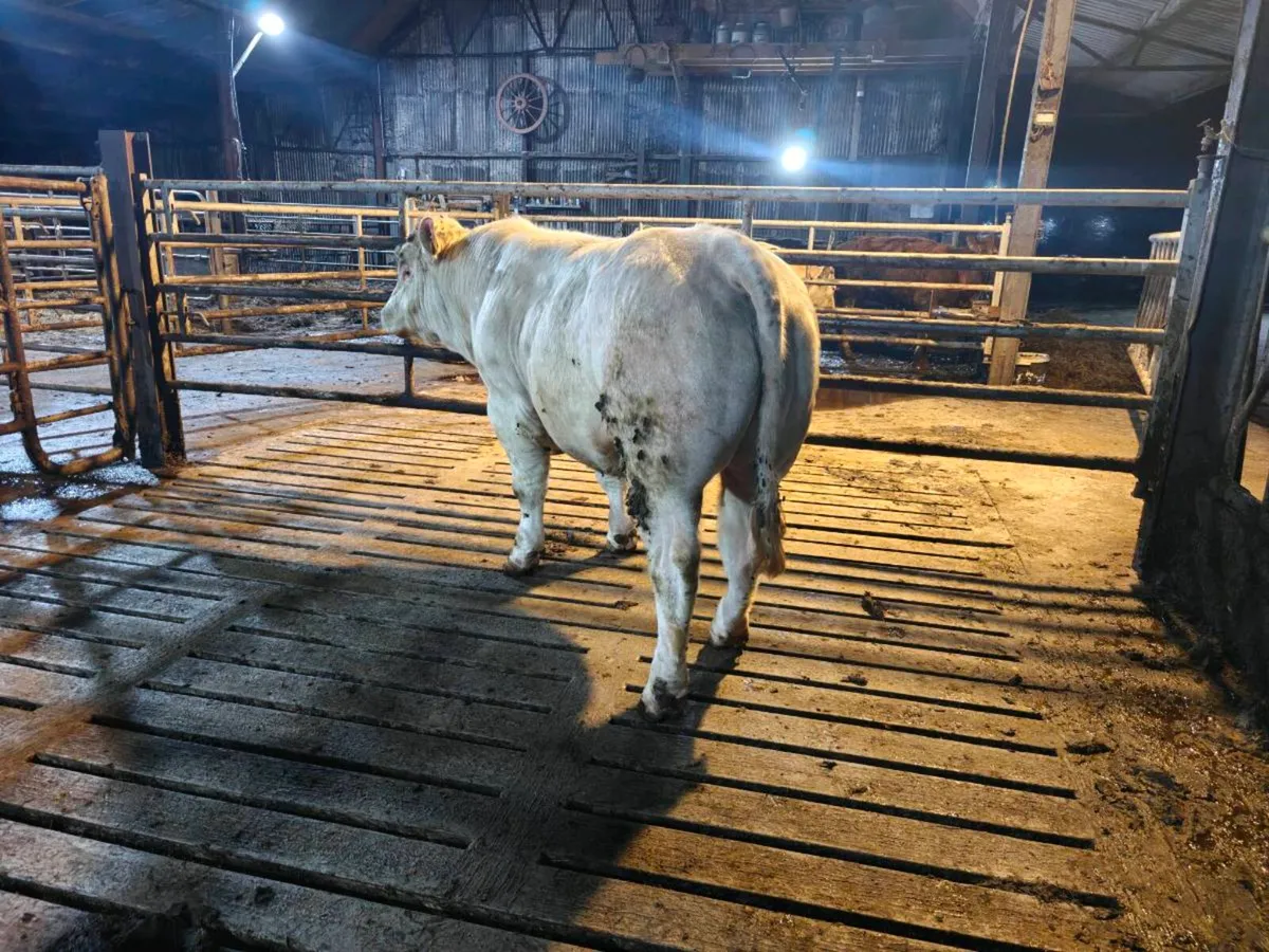 5 star Pedigree Charolais Bull - Image 3