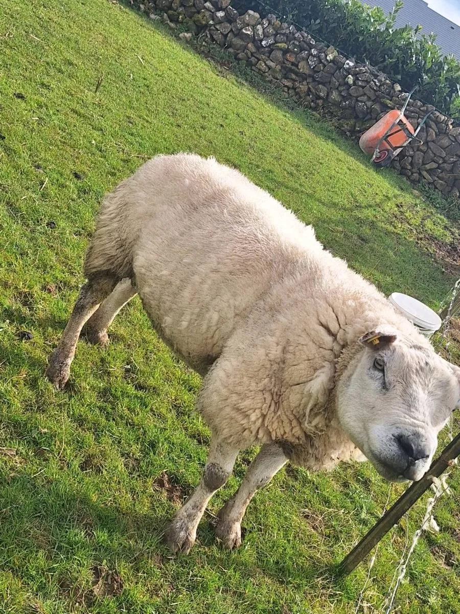 PBNR Texel Ram - Image 2