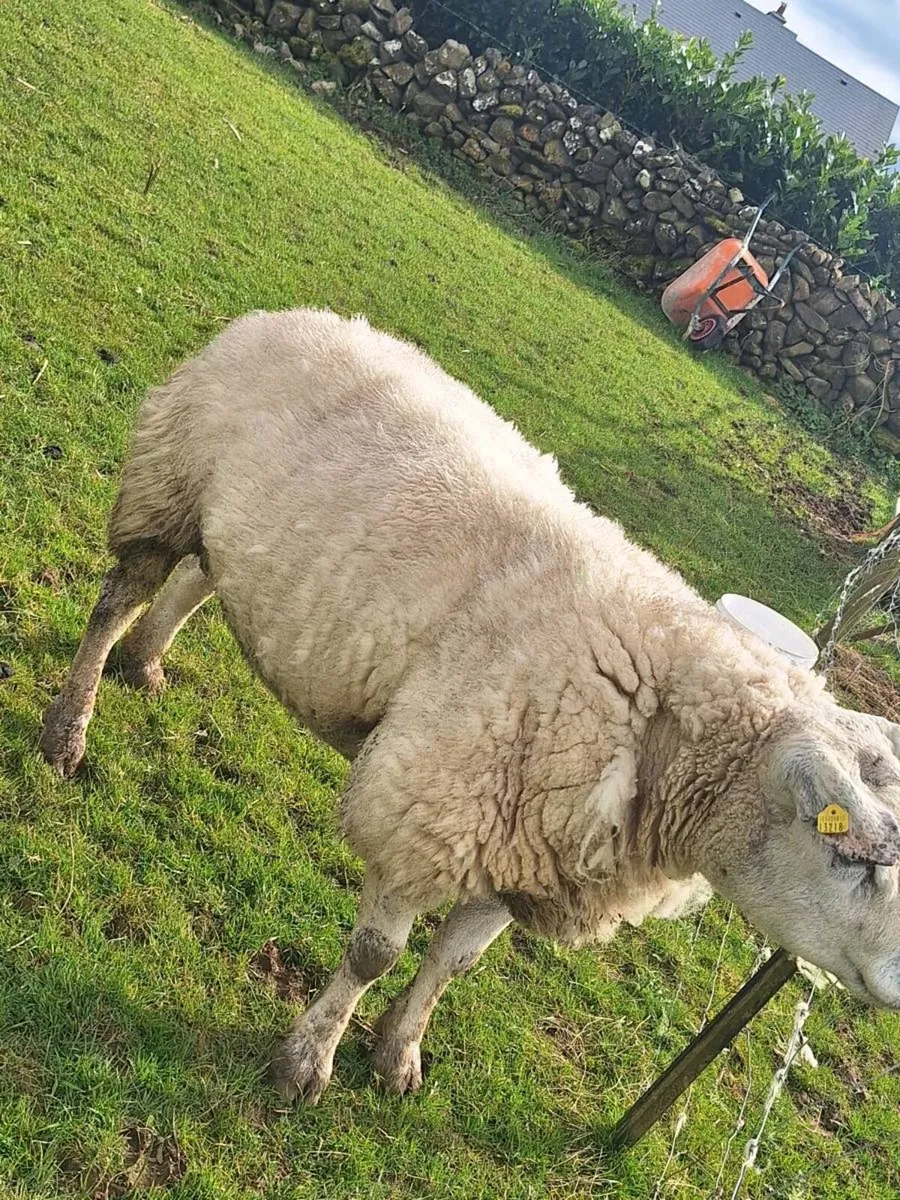 PBNR Texel Ram - Image 1