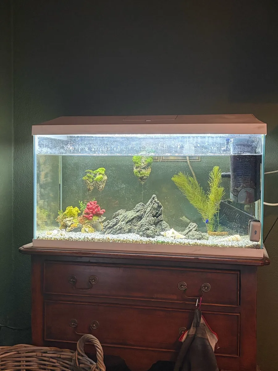 100L Fish Tank
