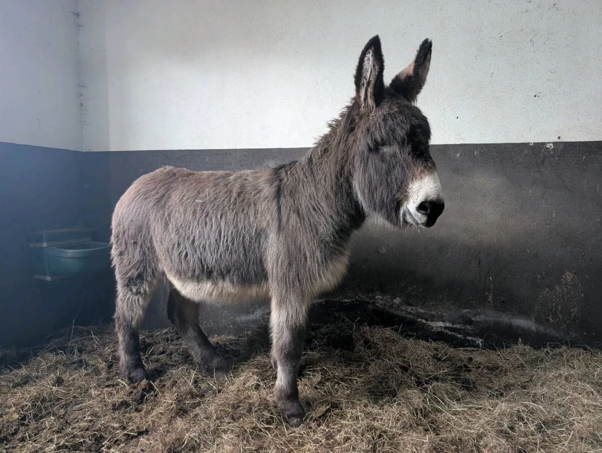 Donkey/ Galway - Image 1