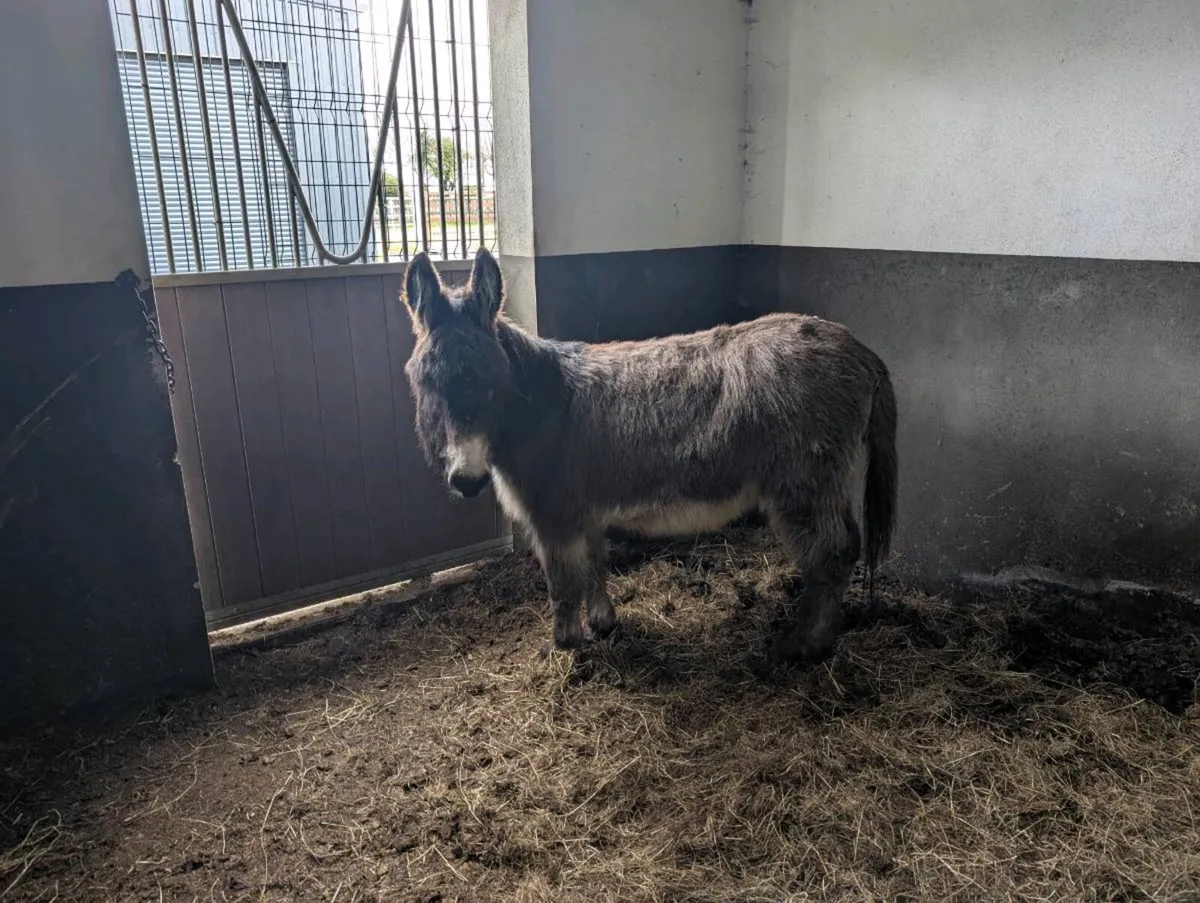 Donkey/ Galway - Image 2