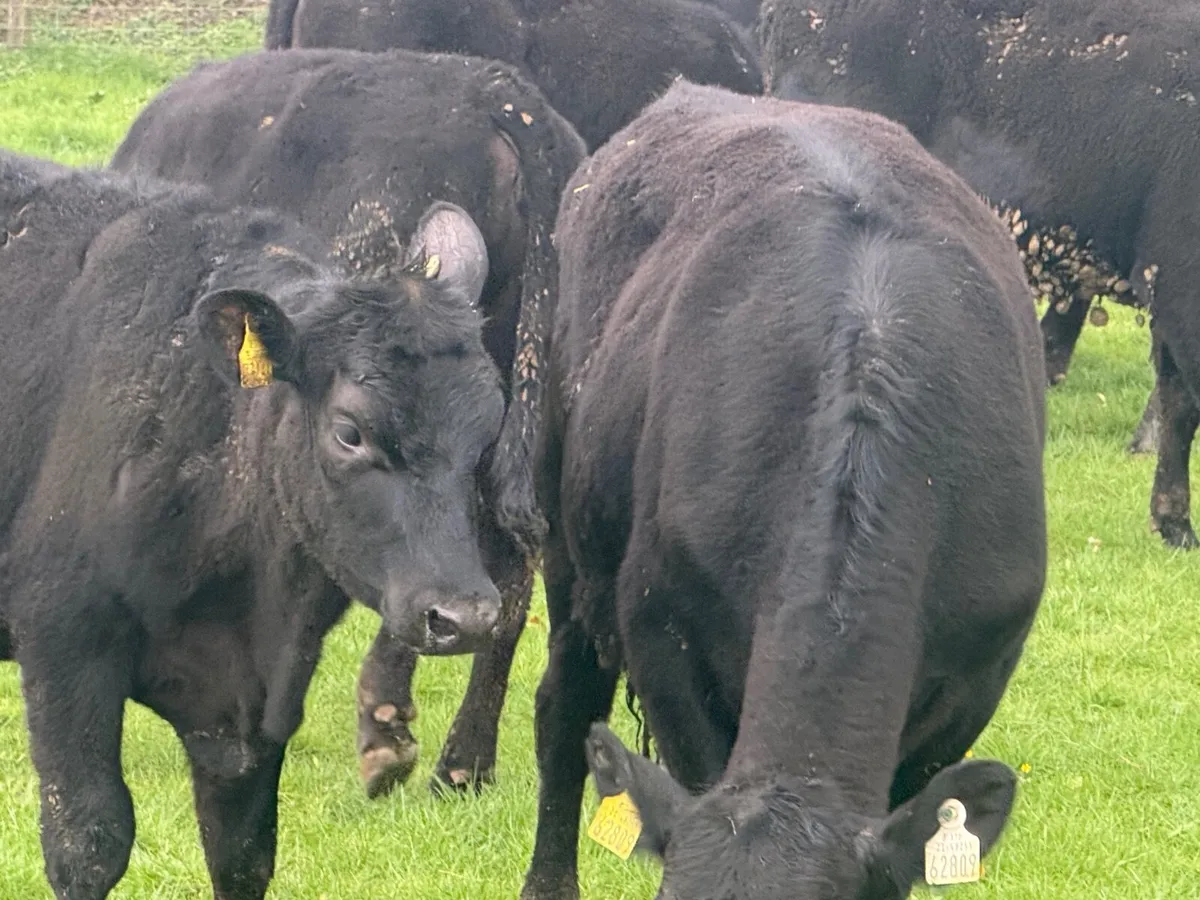10 ABERDEEN ANGUS HEIFERS ( 270 KGS ) - Image 2