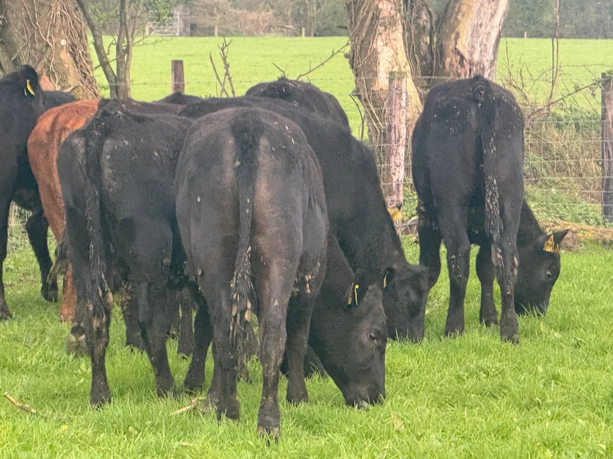 10 ABERDEEN ANGUS HEIFERS ( 270 KGS ) - Image 4