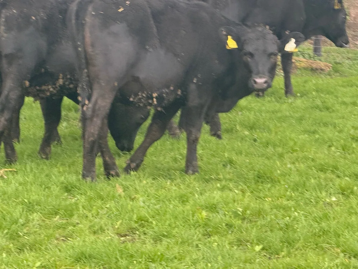 10 ABERDEEN ANGUS HEIFERS ( 270 KGS ) - Image 3