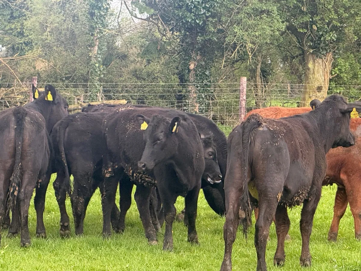 10 ABERDEEN ANGUS HEIFERS ( 270 KGS ) - Image 1