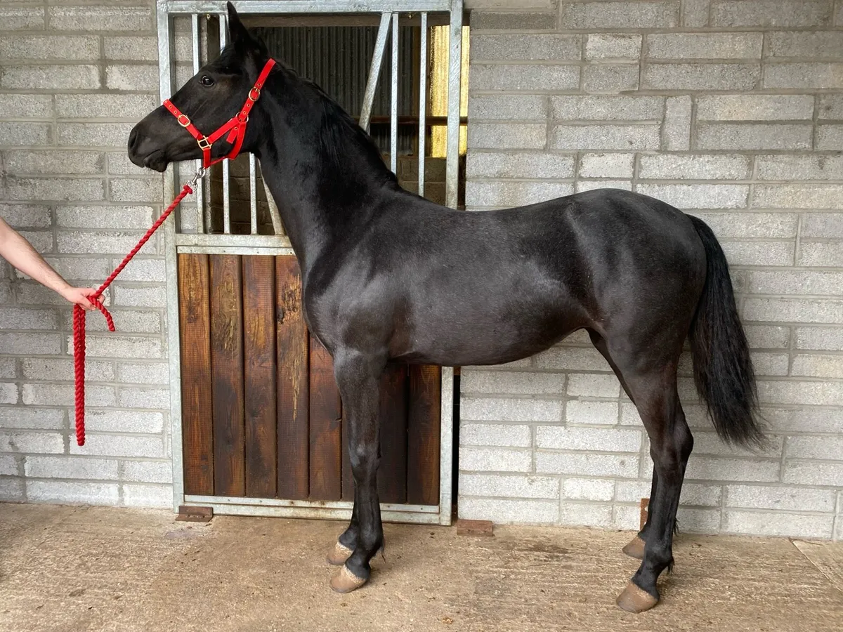Connemara Yearling Filly - Image 3