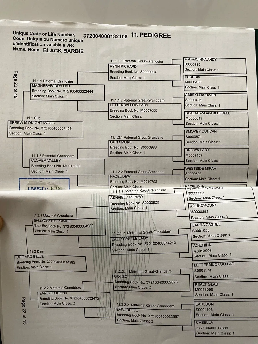 Connemara Yearling Filly - Image 4