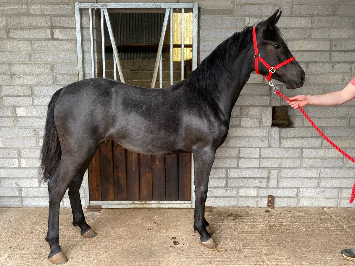 Connemara Yearling Filly - Image 1