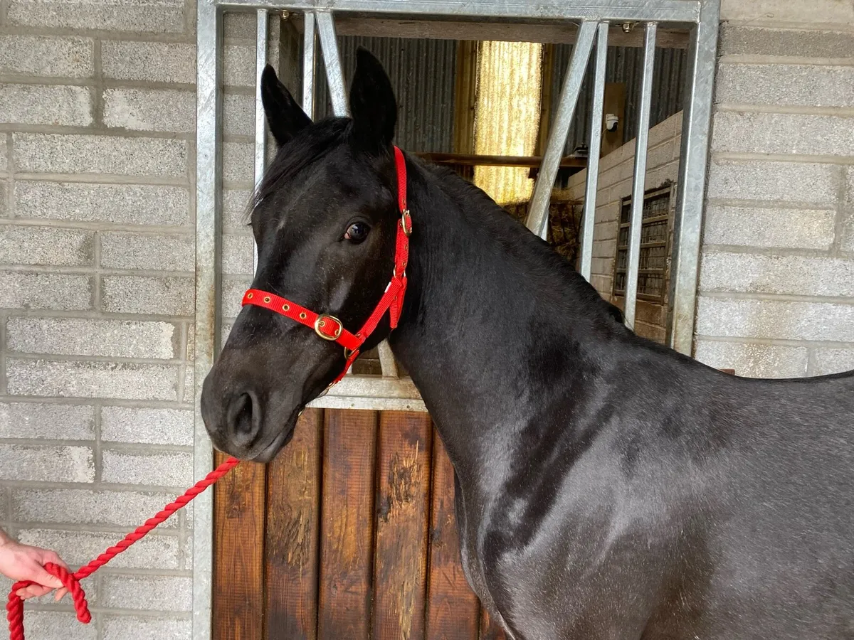 Connemara Yearling Filly - Image 2