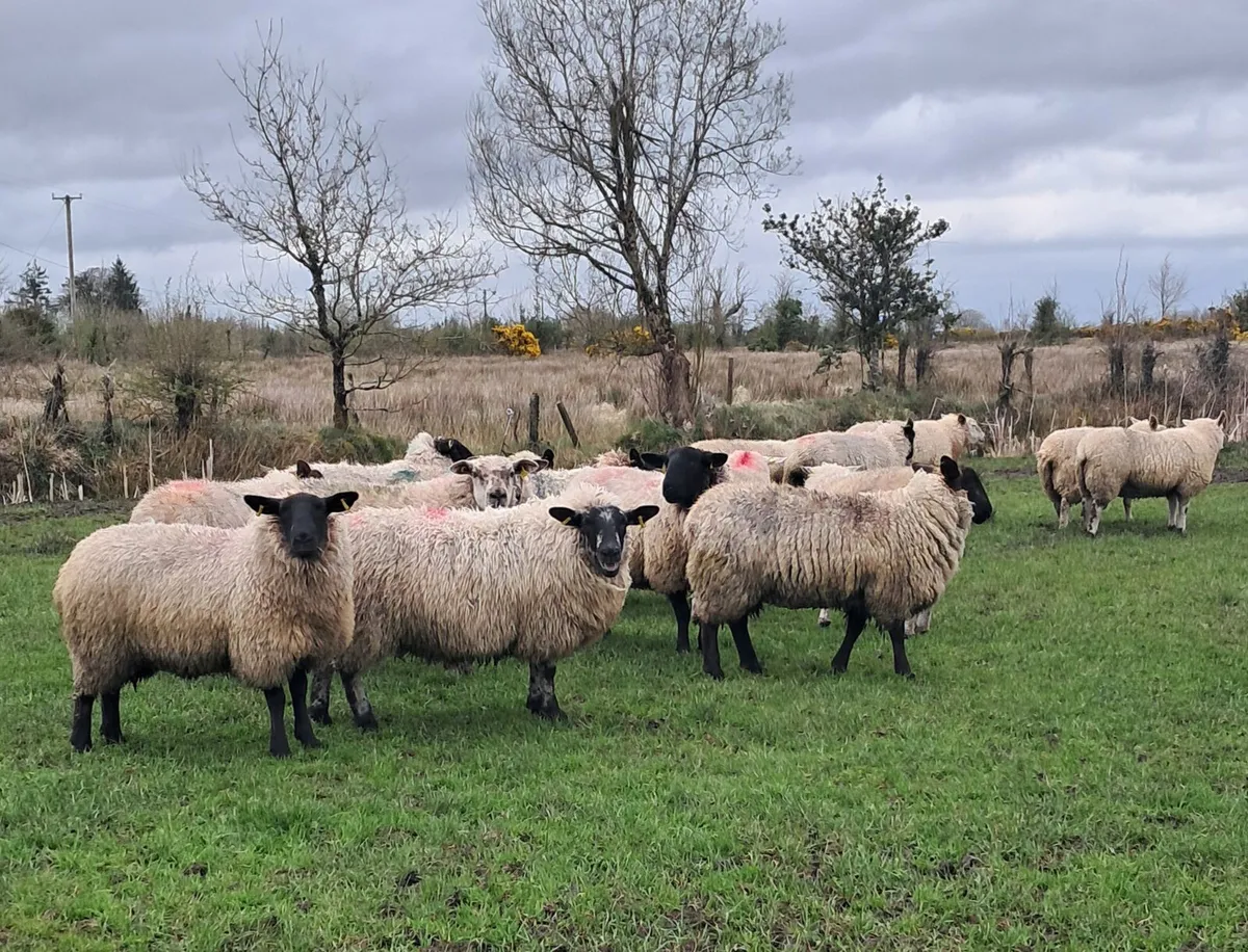 EWE HOGGETS - Image 1