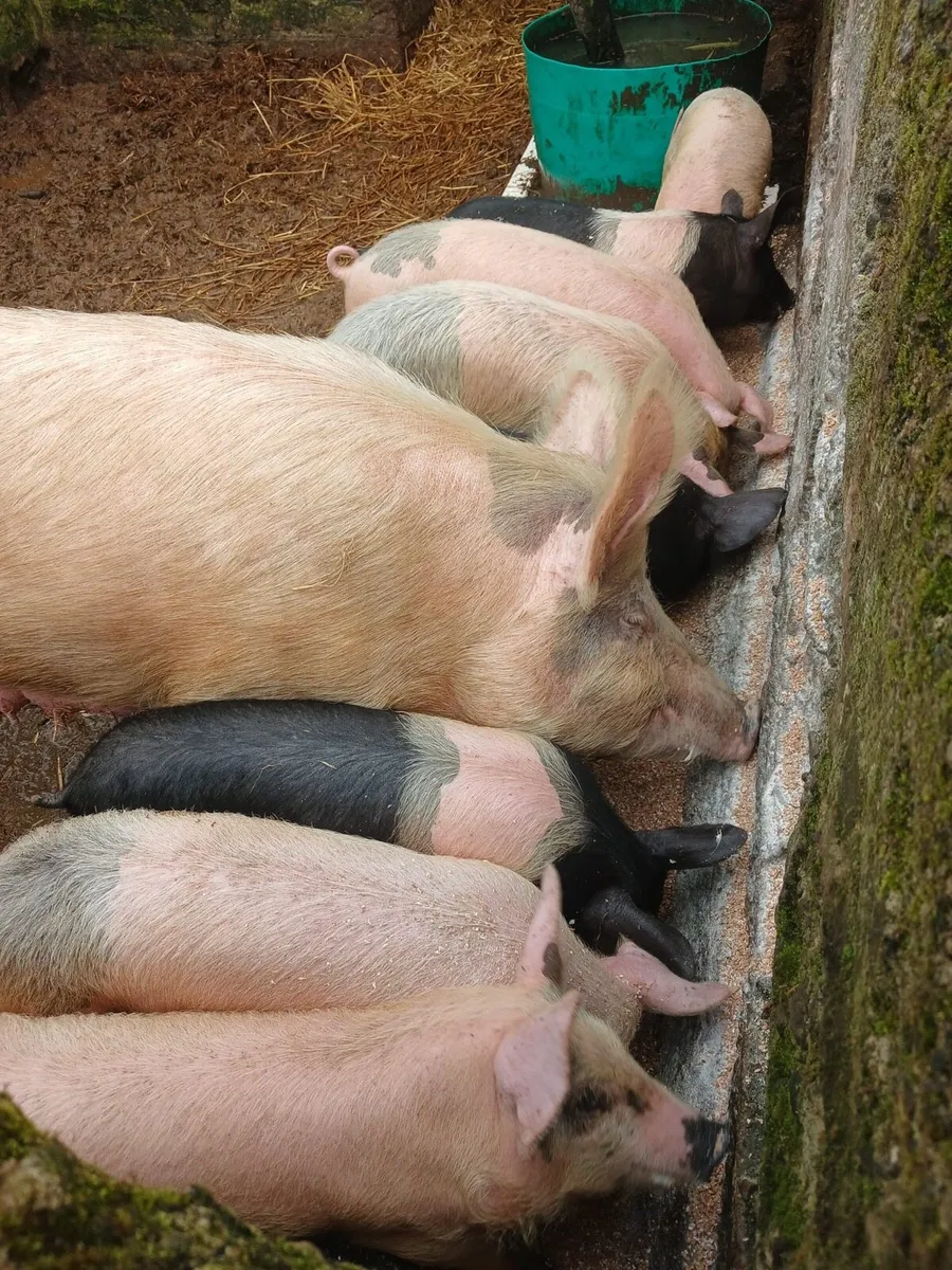 Saddleback X weaners - Image 1